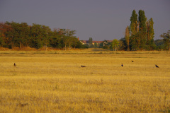 Crows Hunting